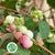 Snowberry 'Pink' (250g)