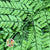 Fern 'Leather Leaf' (Preserved) (Green) (DRY)