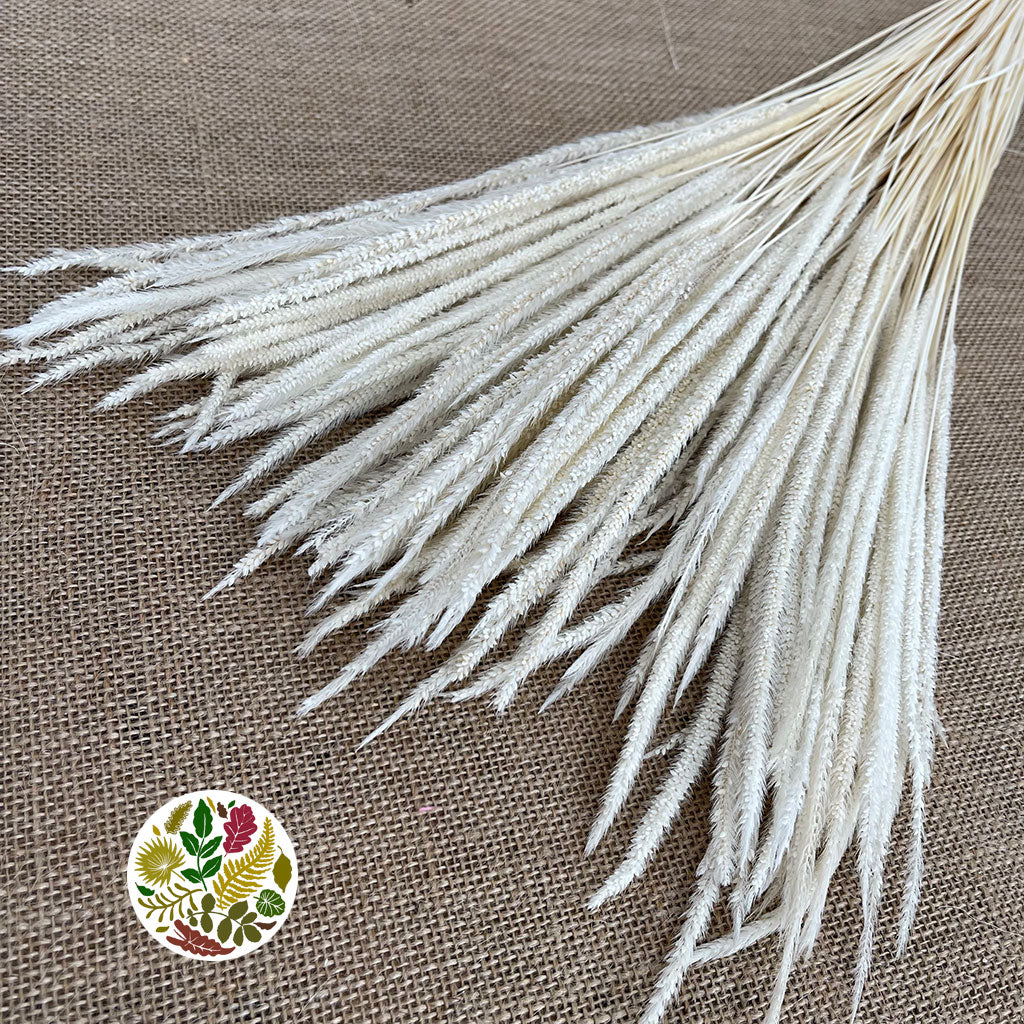 Grass &#39;Blades&#39; (Bleached) (DRY) (100g)