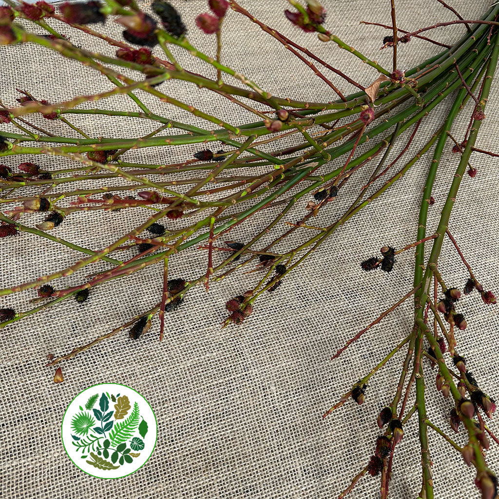 Pussy Willow 'Melanostachys' (Black) 120cm (x10) E