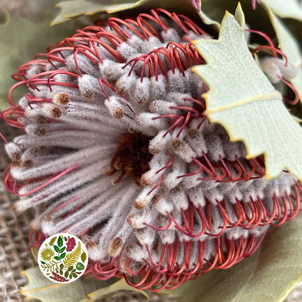 Protea &#39;Banksia&#39; (Coccinea) (DRY) (x3)