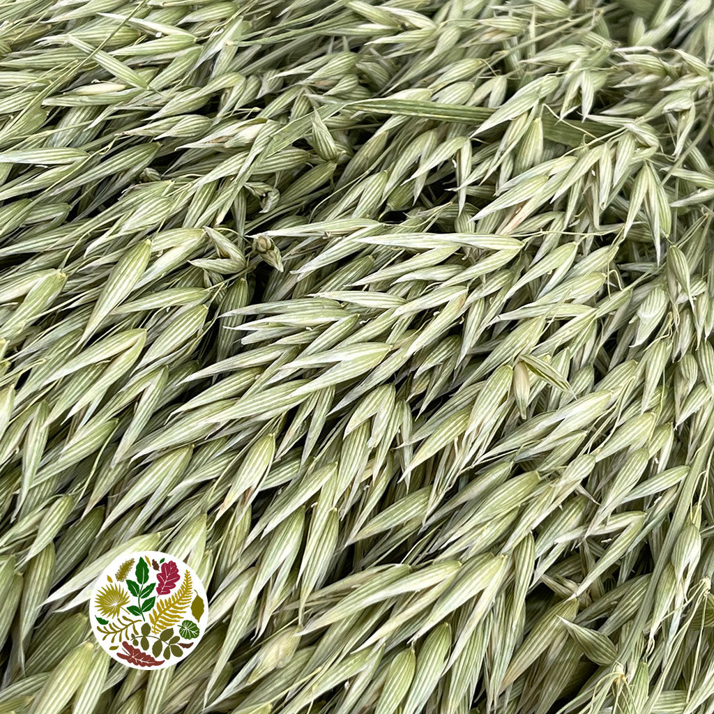 Grass &#39;Oats&#39; (Avena) (DRY)