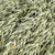 Grass 'Oats' (Avena) (DRY)