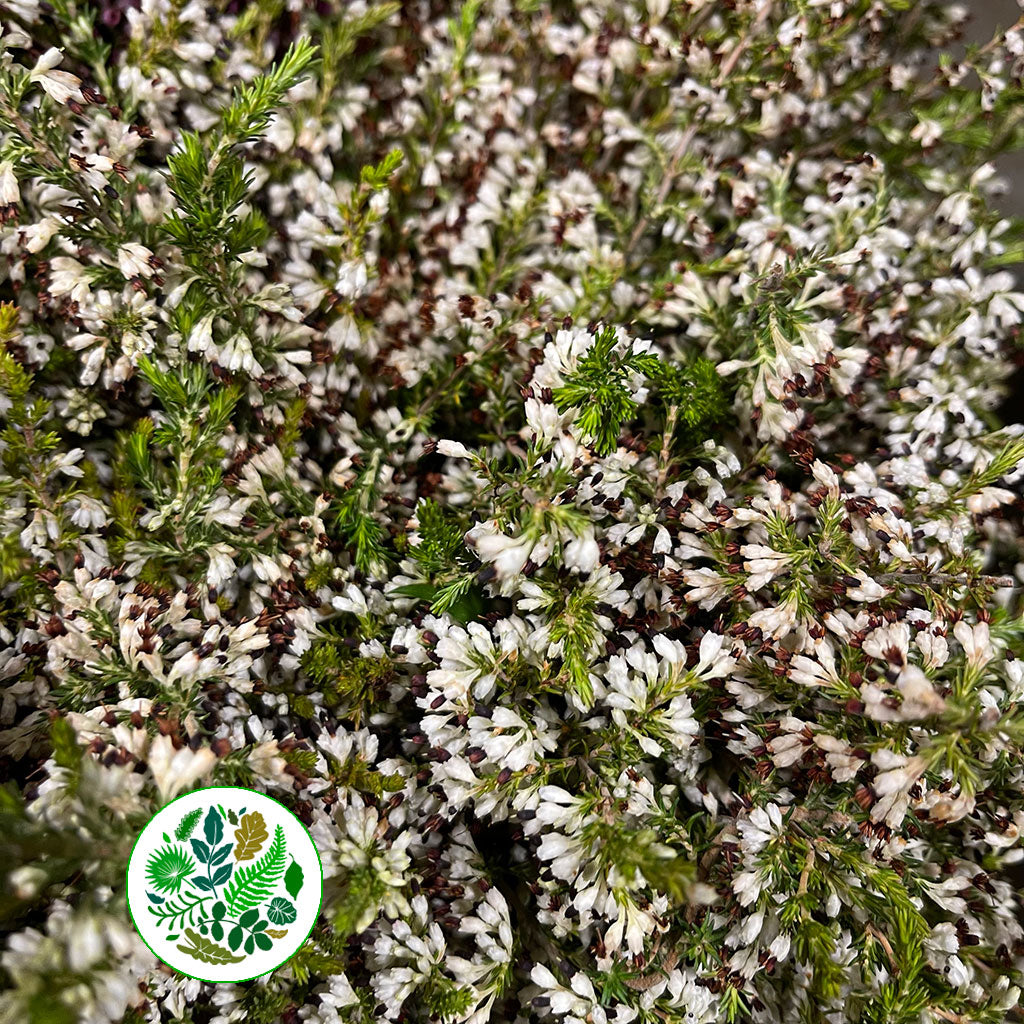 Heather (Erica) White 60cm