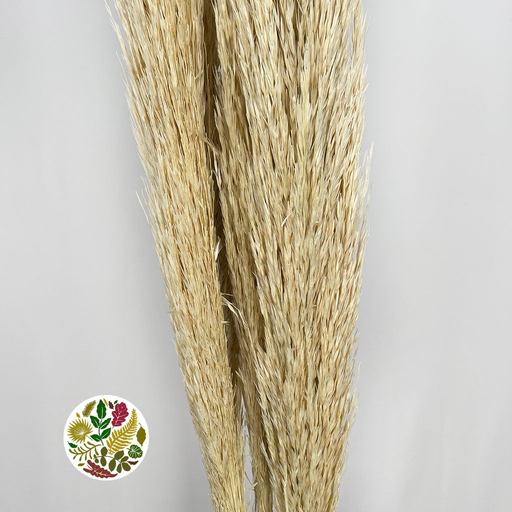 Grass &#39;Reed Grass&#39; (Half Bleached) (DRY) (Premium Quality) (x5)