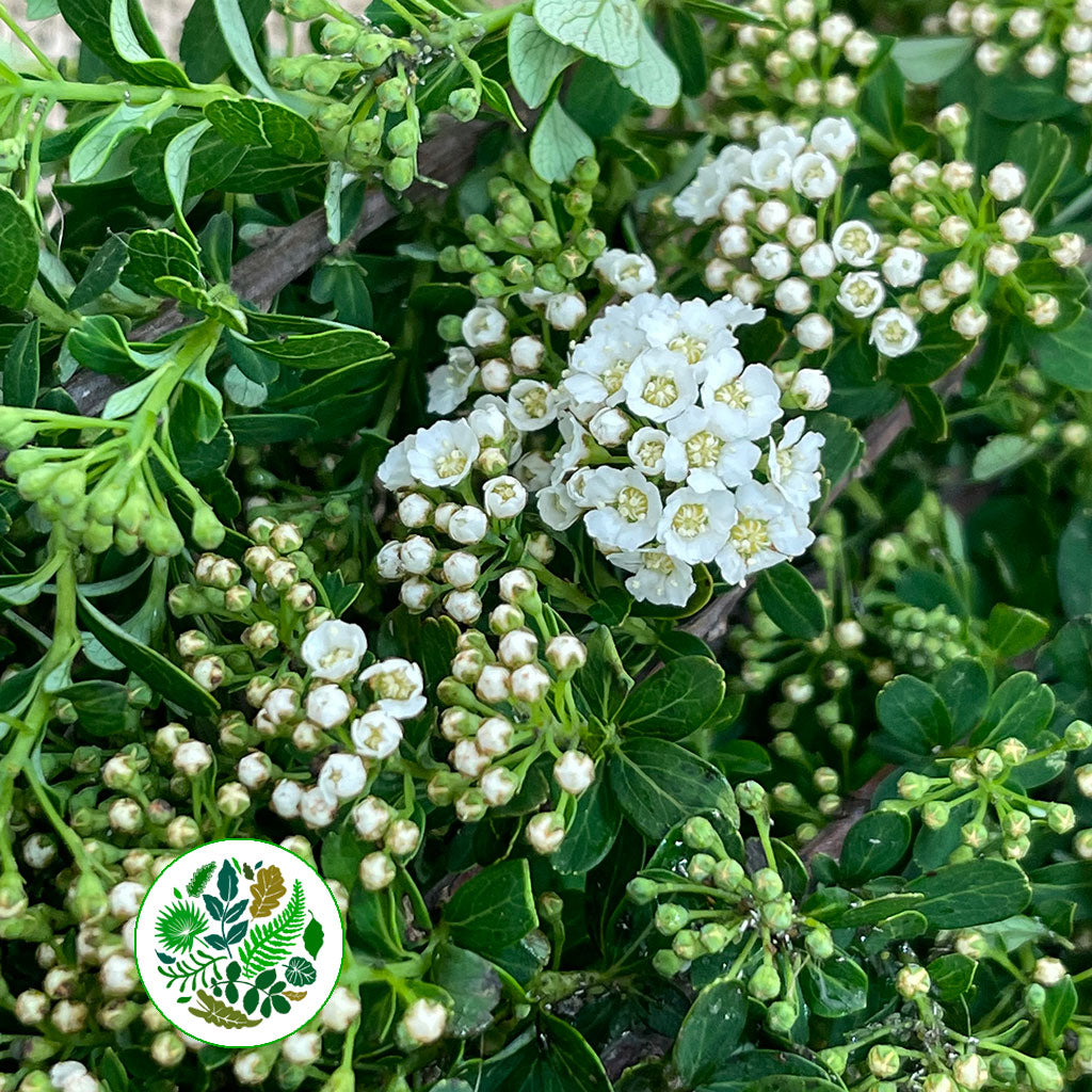 Spiraea &#39;Cultivated&#39; (x10)