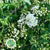 Spiraea 'Cultivated'