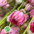 Rodanthe 'Pink' Flower (Fresh)