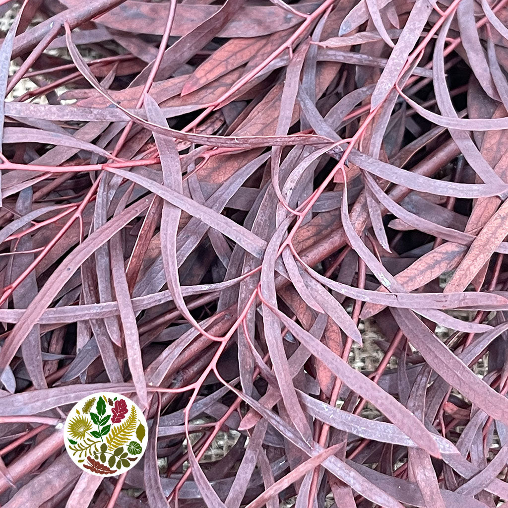 Eucalyptus &#39;Nicholii (Preserved) (Red) (DRY) 60cm