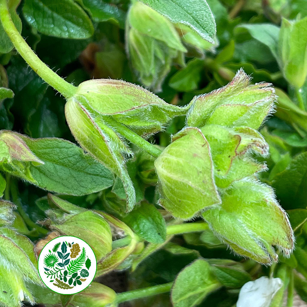 Cistus &#39;Gallipoli Rose&#39; (Wild)