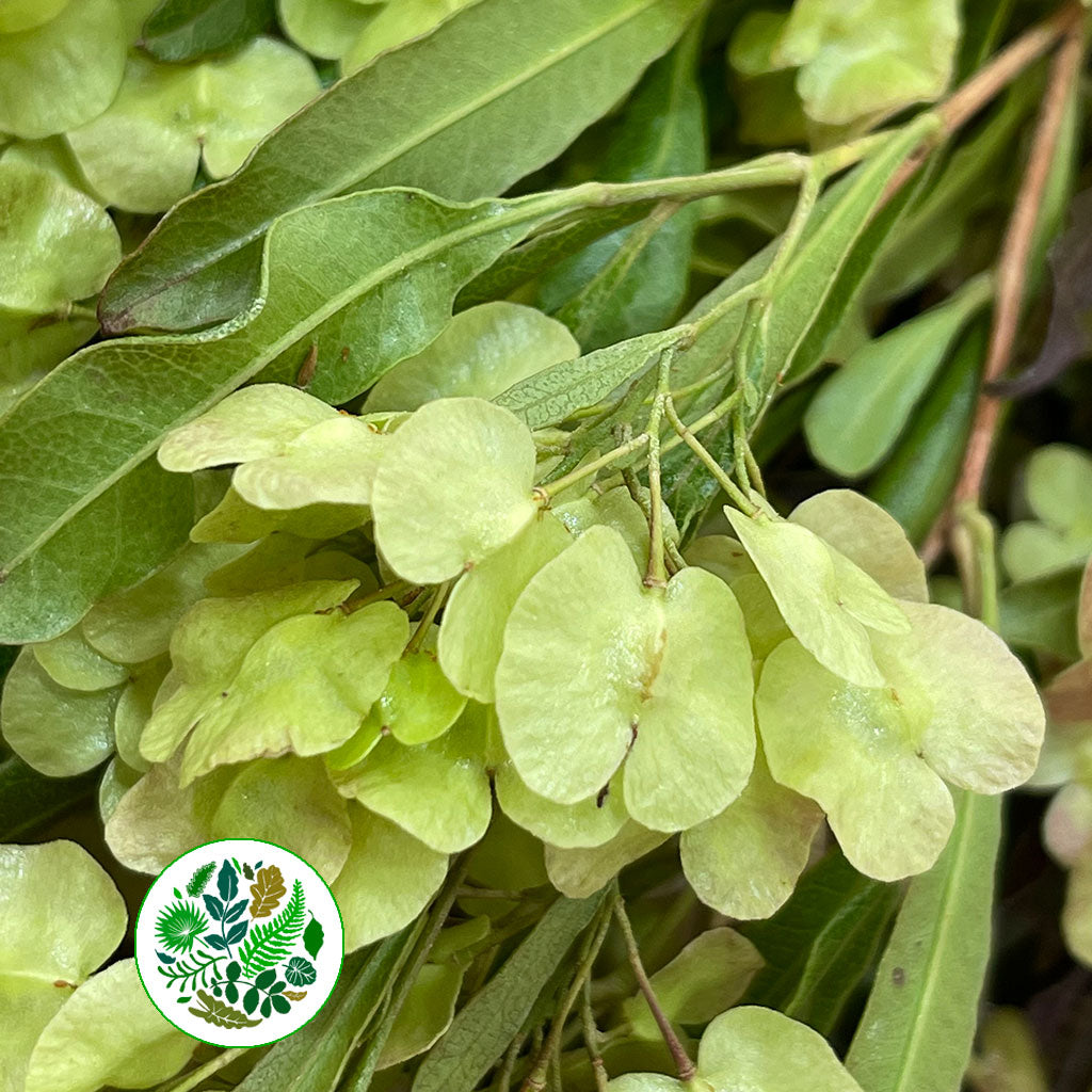 Dodonaea Viscosa 'Flowering Red' 200g