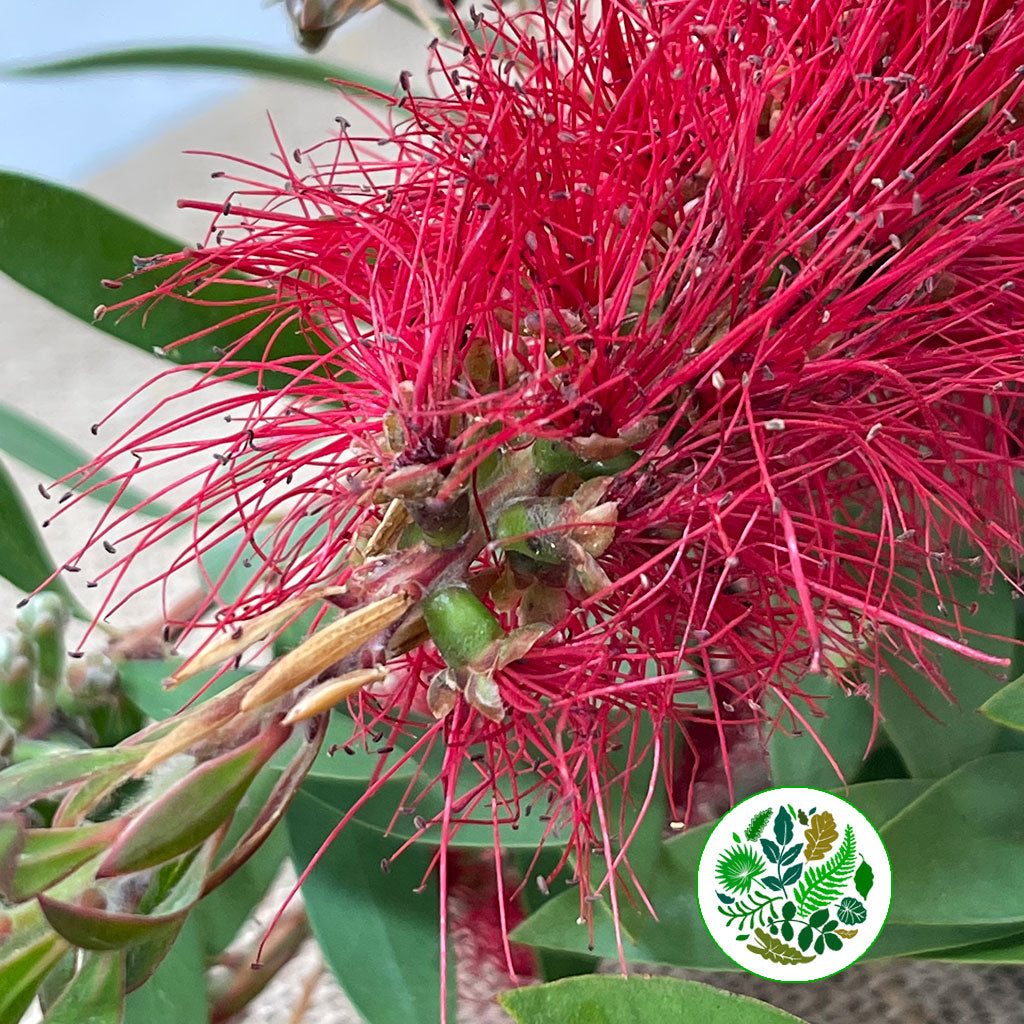 Callistemon &#39;Bottle-Brush&#39; 70cm (250g)