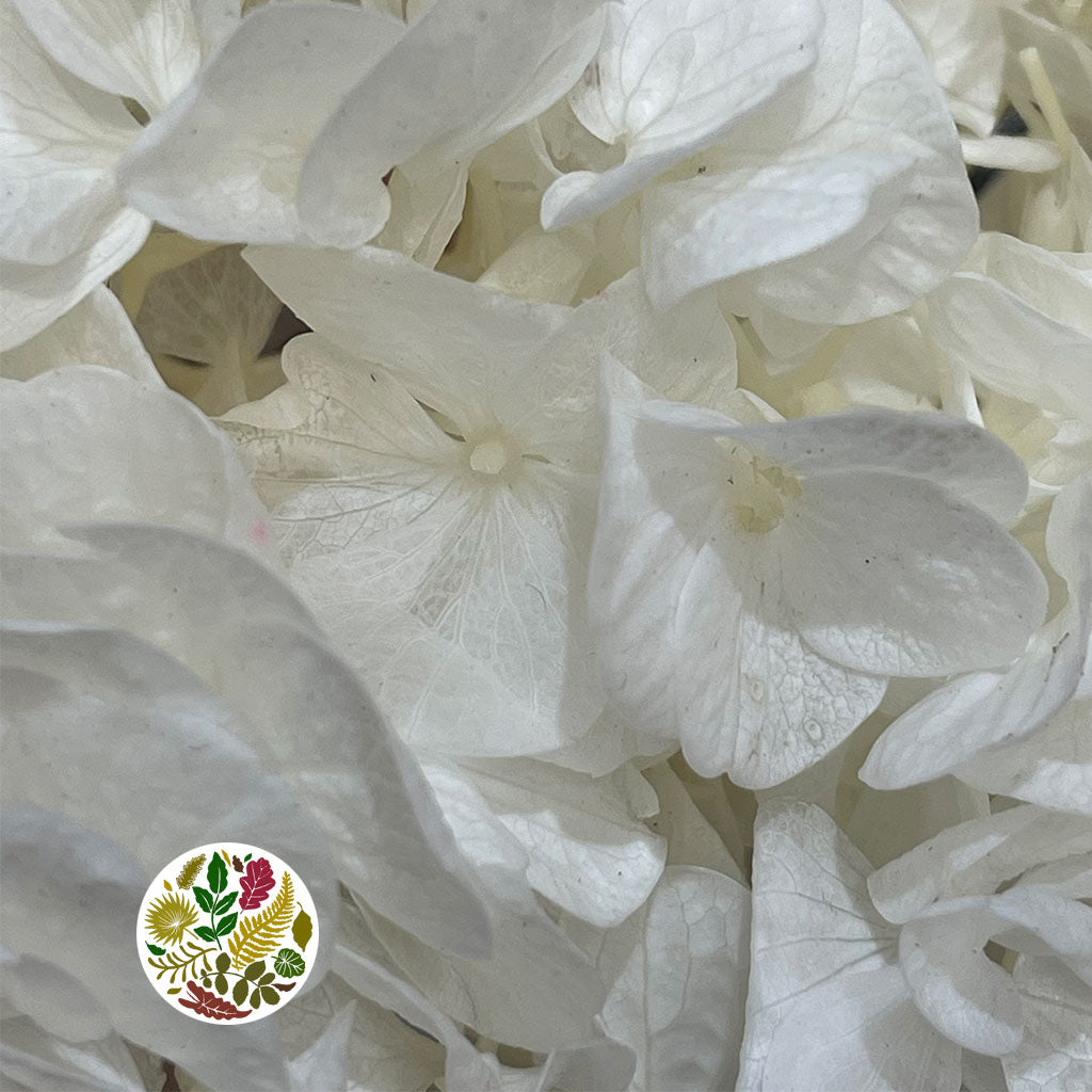 Hydrangea Flower (Bleached) &#39;Short&#39; (DRY) (Per Stem)