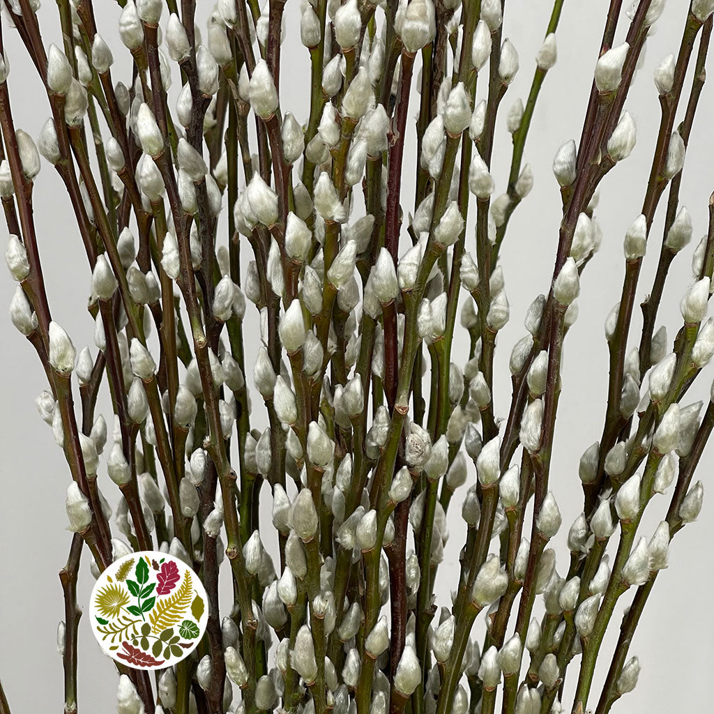 Pussy Willow &#39;Snow Flake&#39; (Various Lengths)