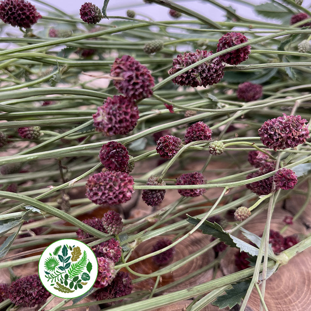 Sanguisorba &#39;Officinalis&#39; 100cm (x10)