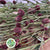 Sanguisorba 'Officinalis' 100cm (x10)
