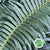 Fern 'Sword Fern' (Africa) 70cm (x25)