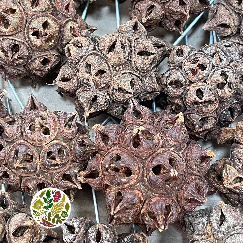 Eucalyptus 'Pods' (on wire) Natural 'Spider gum Knobs' (35pcs)