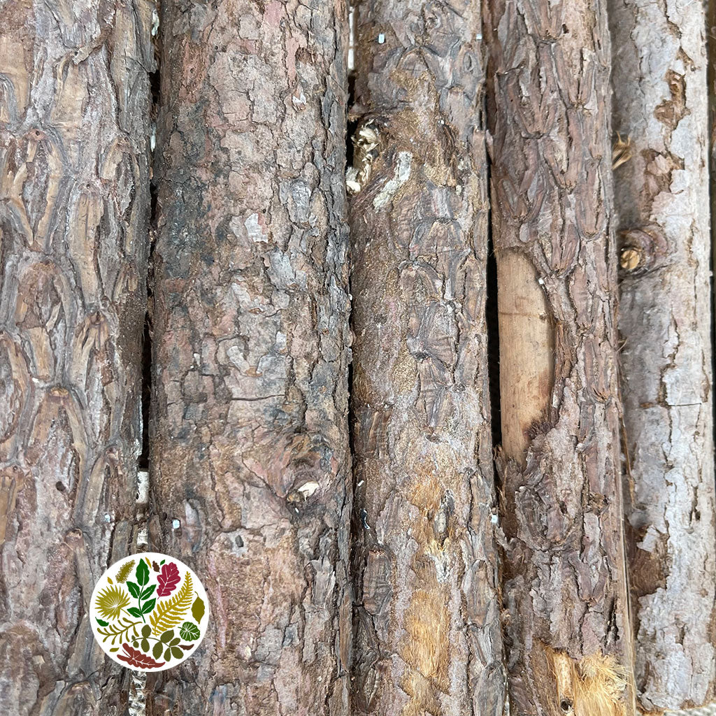 Bark 'Locust Plate' (DRY) (L57cm x W20cm)