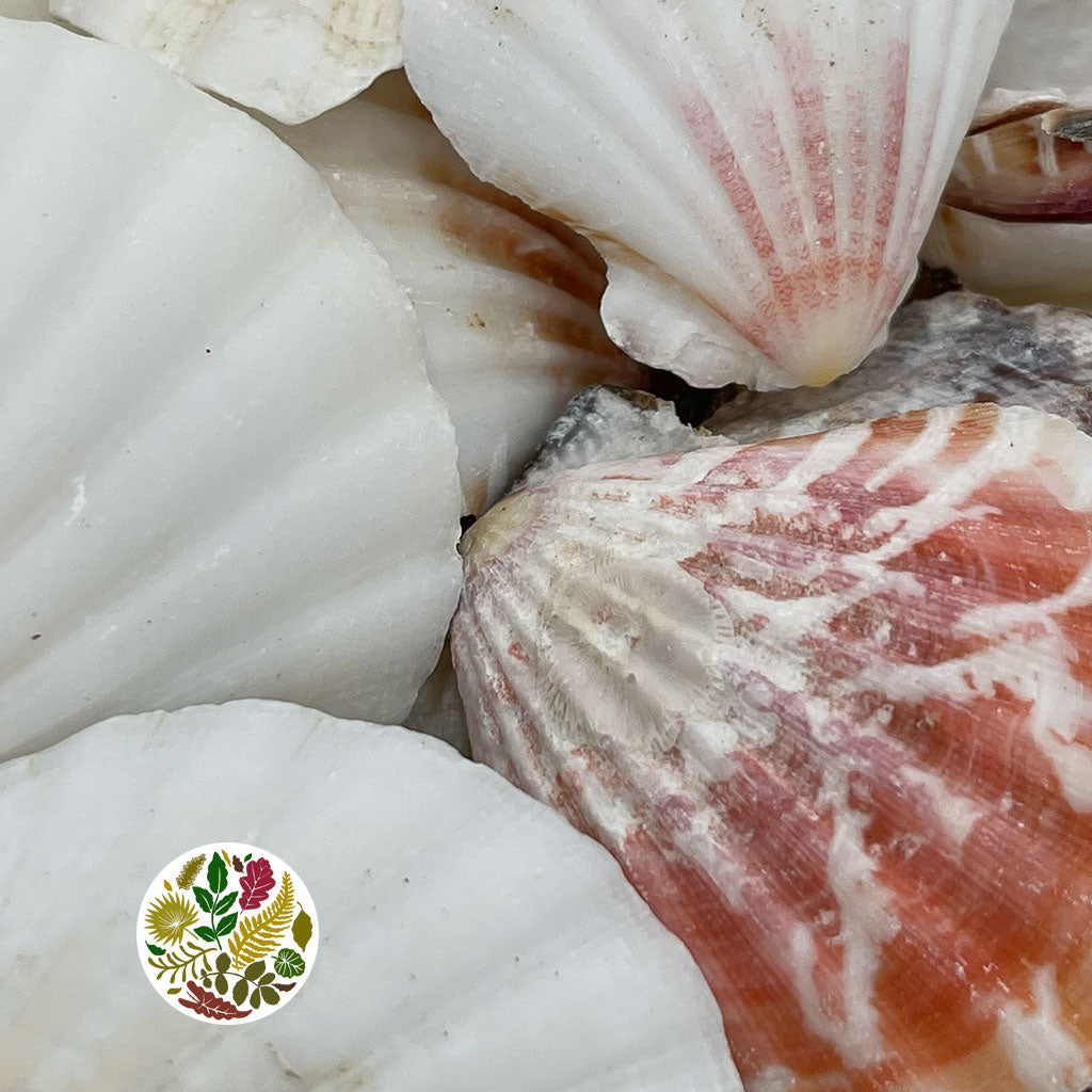 Shells Pecten Vexillum Small Bag