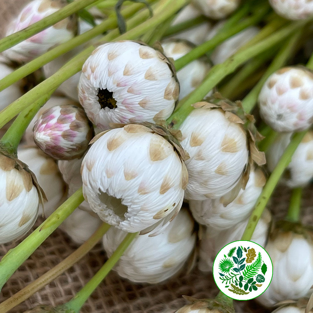 Rodanthe 'White' Flower (Fresh)