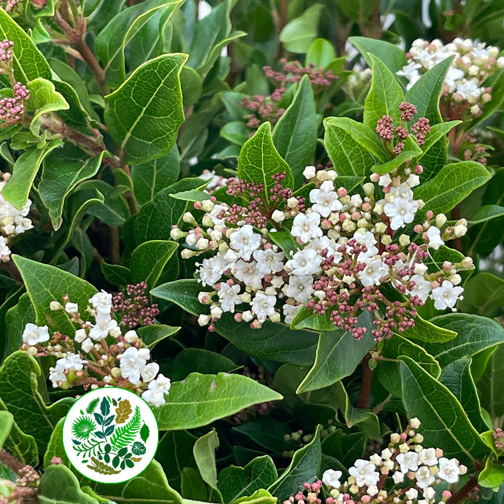 Viburnum &#39;Flowering&#39; (Cultivated E) (x5 stems)