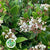 Viburnum 'Flowering' (Cultivated E) (x5 stems)