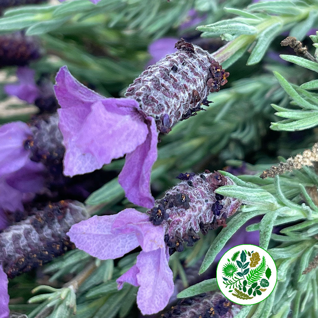 Lavender Stoechas &#39;French Lavender&#39; (200g)