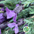 Lavender Stoechas 'French Lavender' (200g)