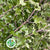 Pittosporum English 120cm Green (x10)