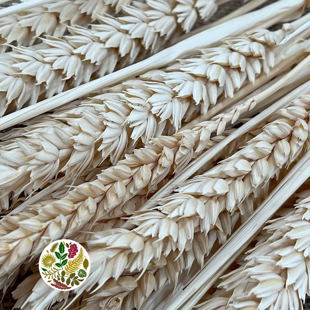 Grass 'Wheat' (Blonde) (DRY)