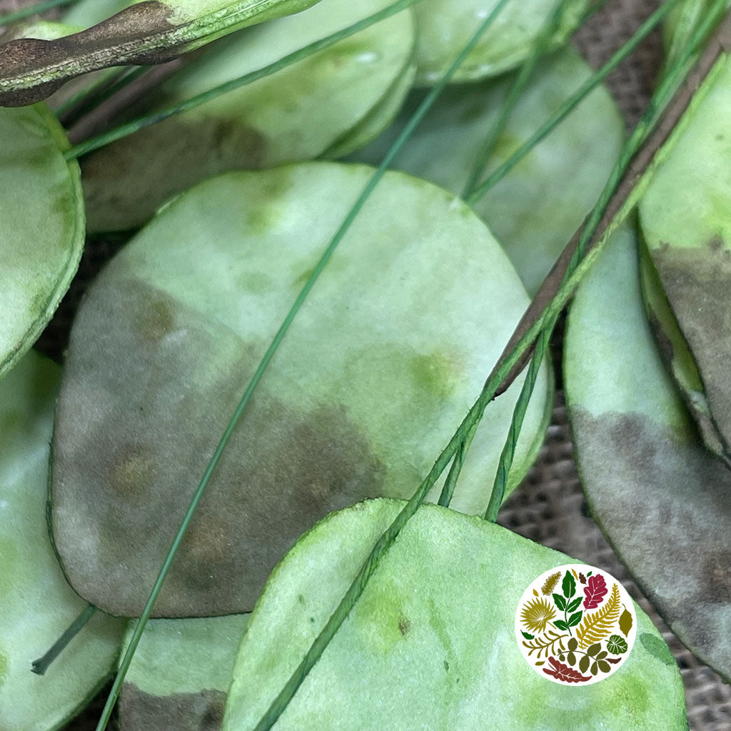 Artificial &#39;Lunaria&#39; (Green) 126cm (Per Stem)