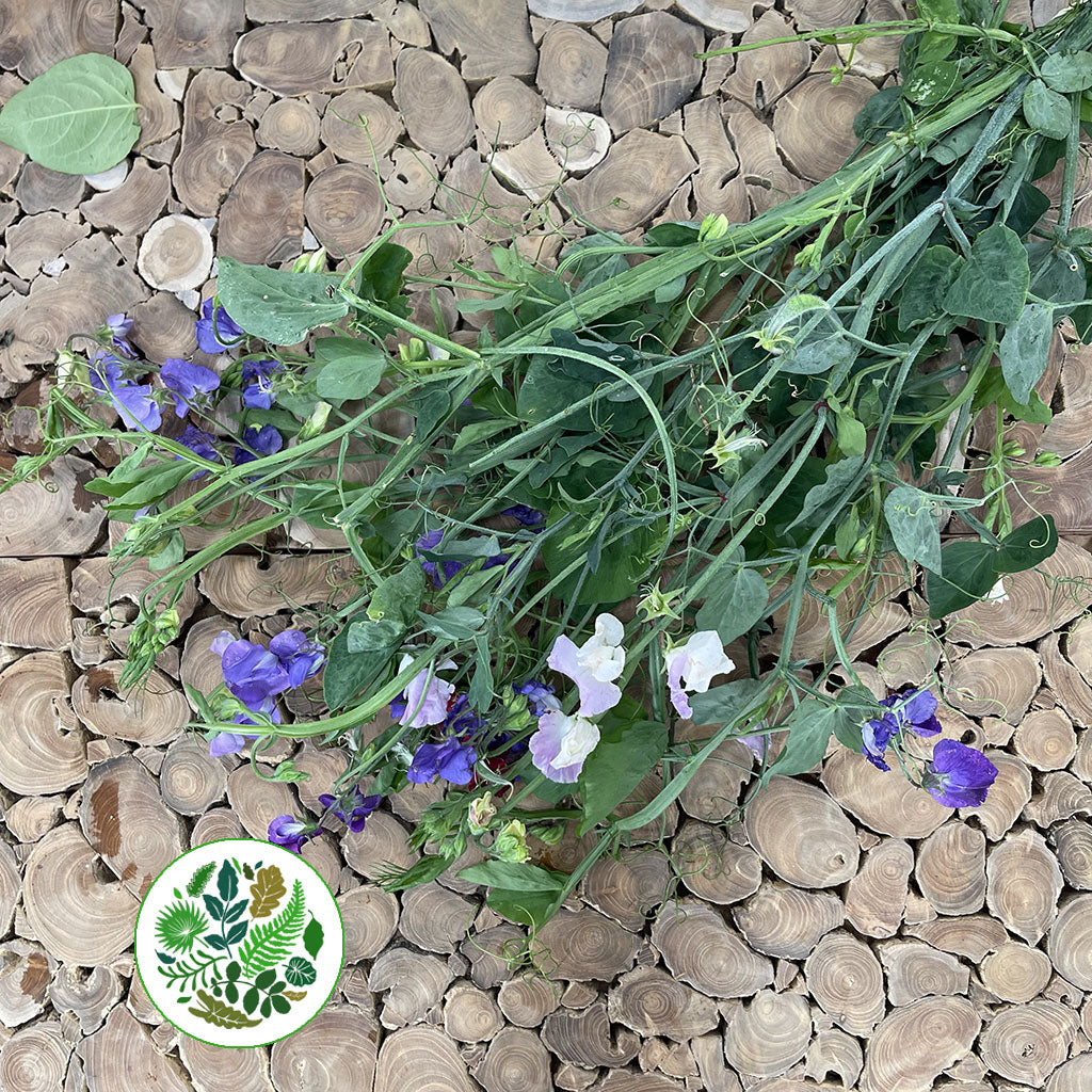 Sweet Pea &#39;Flowering&#39; (Cultivated E) (x10)