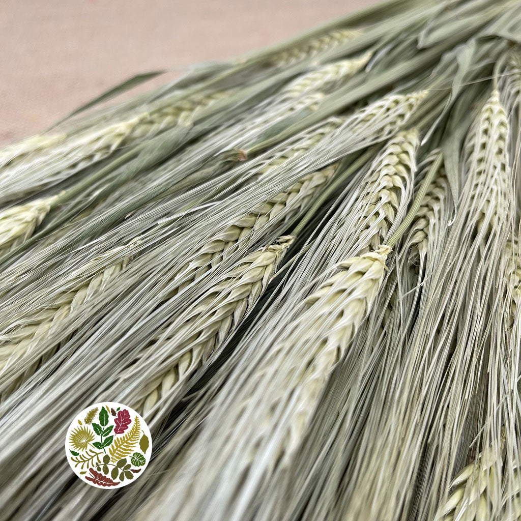 Grass &#39;Barley&#39; (DRY) (Hordeum)
