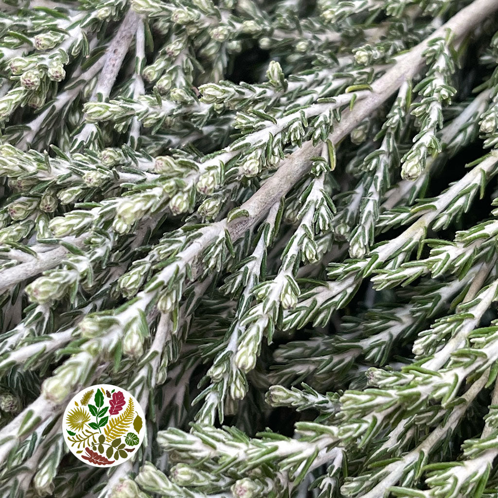 Ozothamnus &#39;Sussex Silver&#39; 60cm 400g