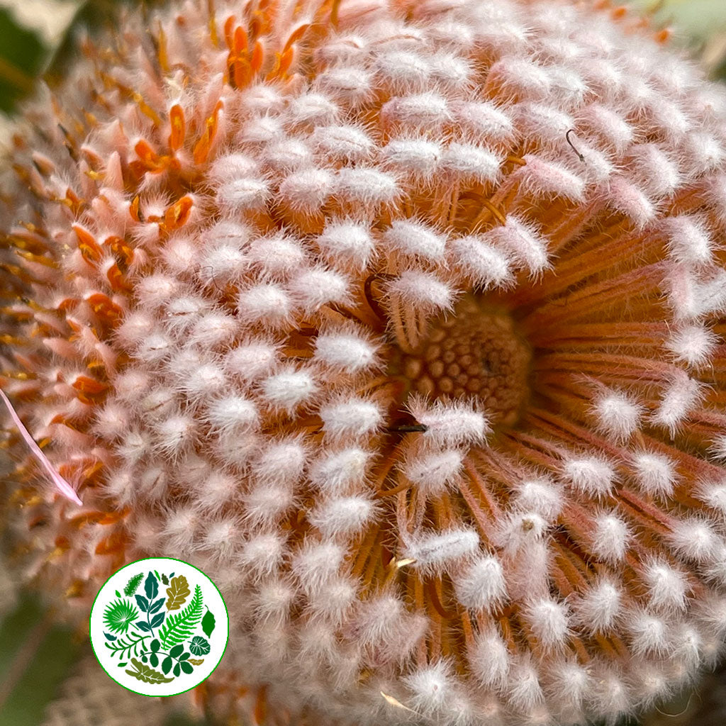 Protea &#39;Banksia&#39; (Burdettii) 40cm (per stem)