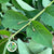 Snowberry 'Foliage' (Cultivated E) (x10)