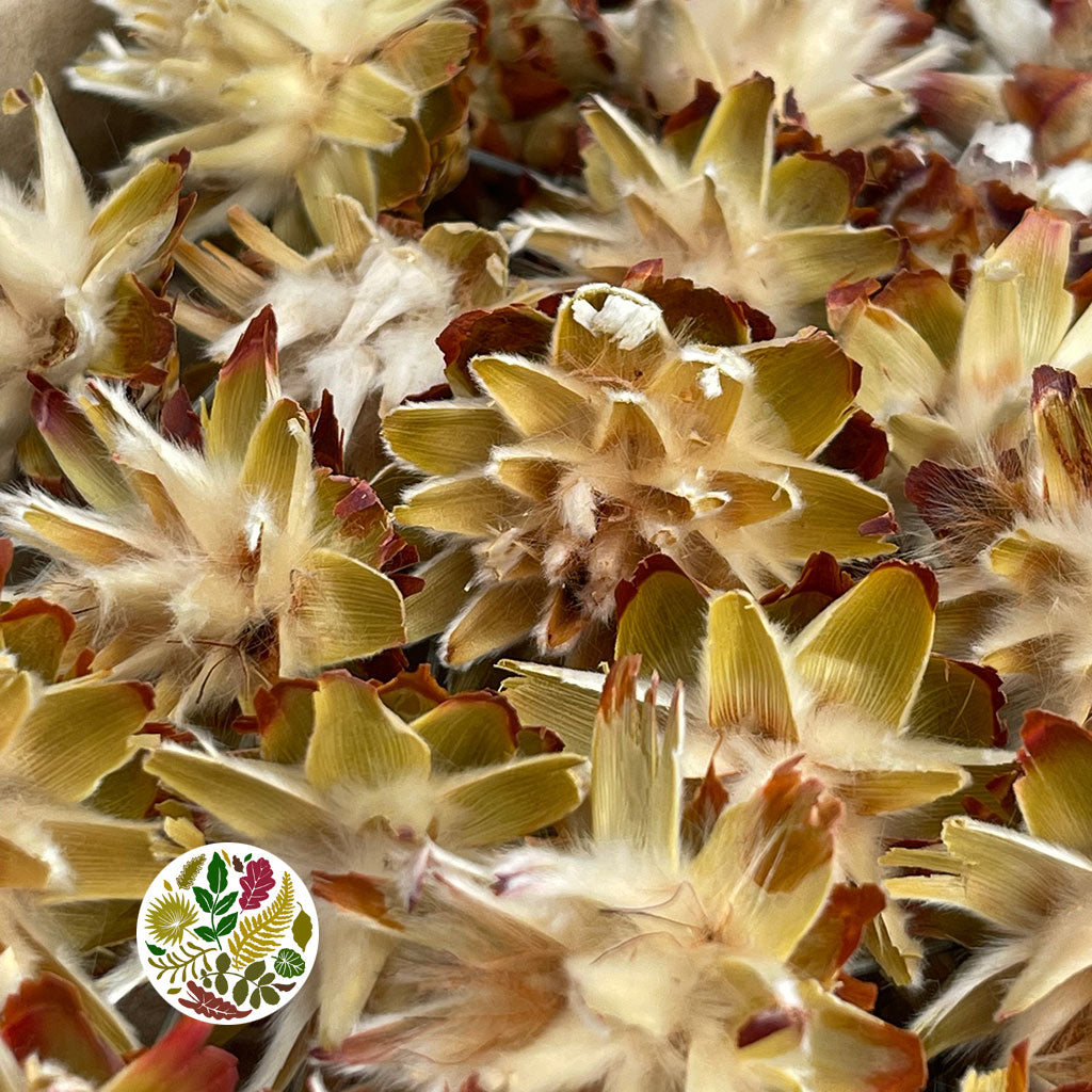 Cones 'Plumosum' (on wire) (Natural/Cream) (DRY)(40pcs)