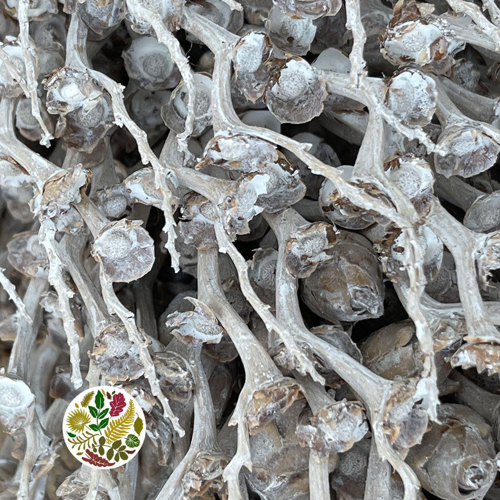 Tocha 'Olympica' (White Wash) (DRY)