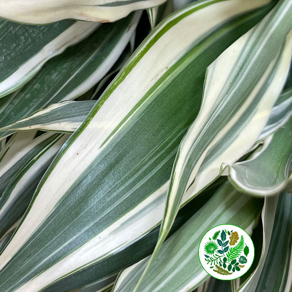 Dracena &#39;Sanderiana White&#39; 50cm (x5)