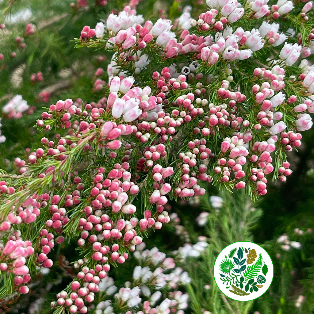 Heather (Erica) 'White' Cornish (x10)