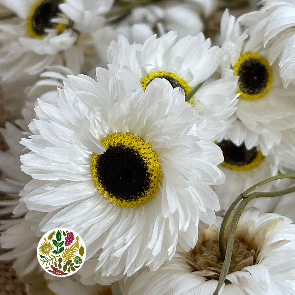 Acroclinium/Rhodante &#39;Flower&#39; (White) (DRY)