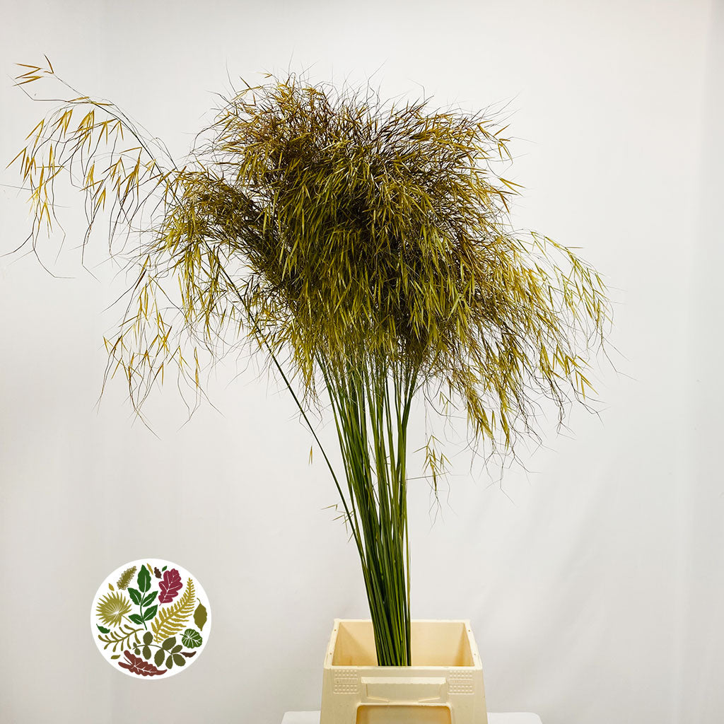 Grass 'Stipa Gigantea' (x10) (Various Sizes)