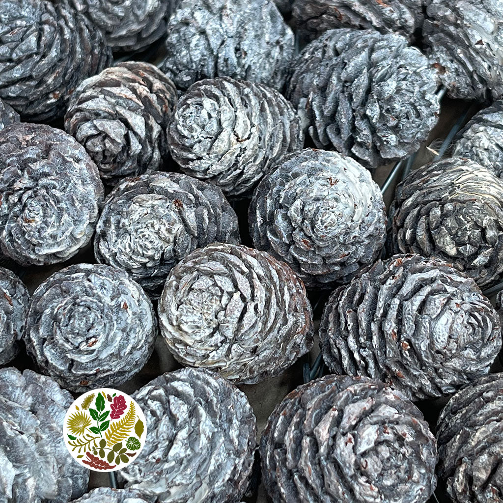 Cones 'Muirii' (on wire) (White Wash) (60pcs)