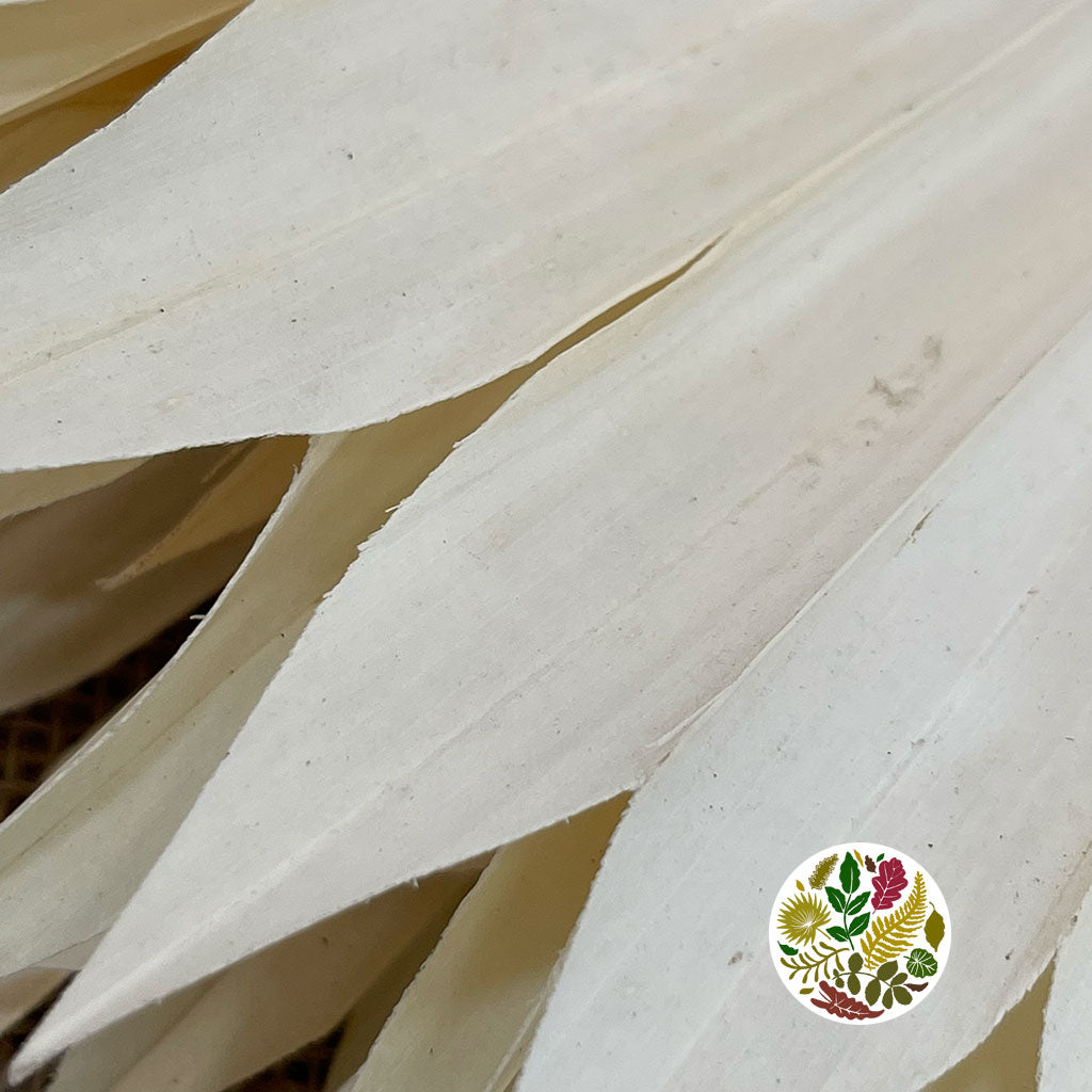 Palm &#39;Fan Palm&#39; (Bleached) (DRY) 55cm (x6)