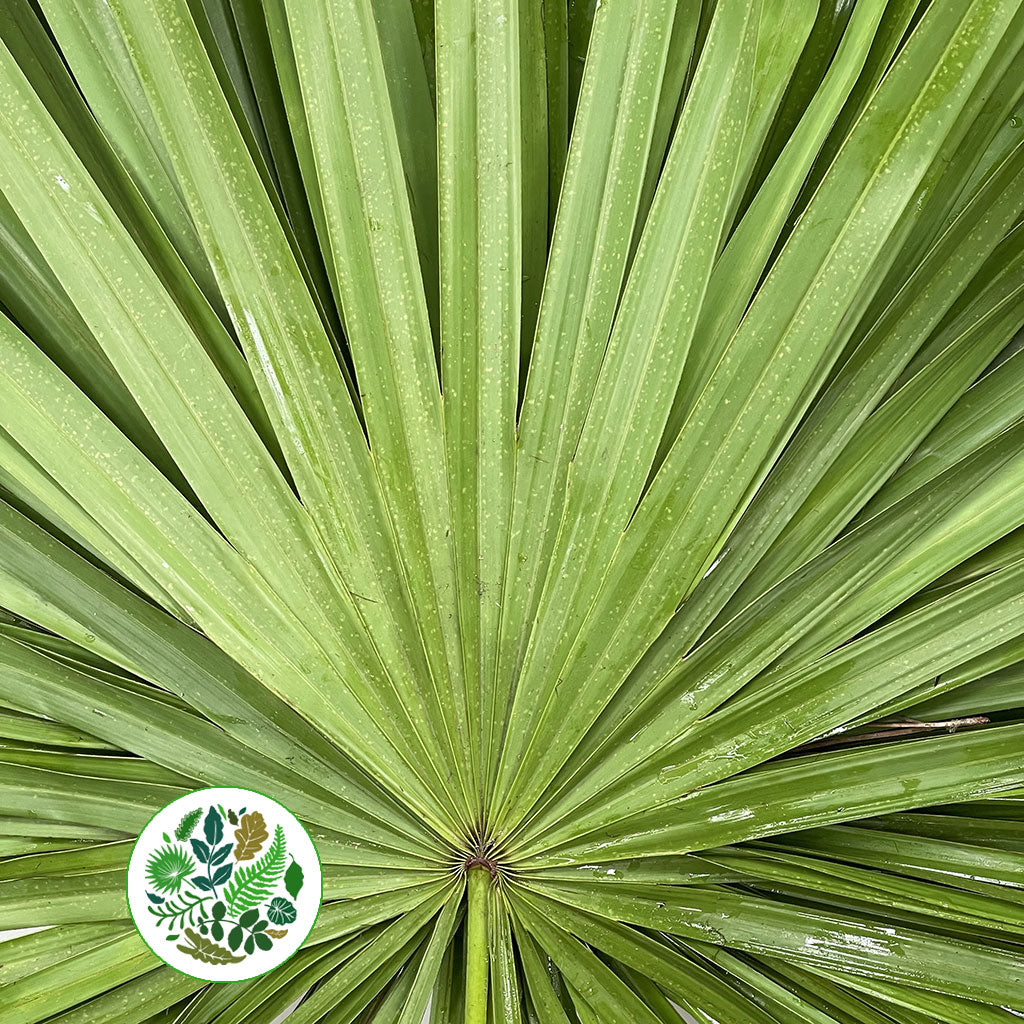 Palm &#39;Fan Palm&#39; (Palmetto) (x10)