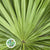 Palm 'Fan Palm' (Palmetto) (x10)