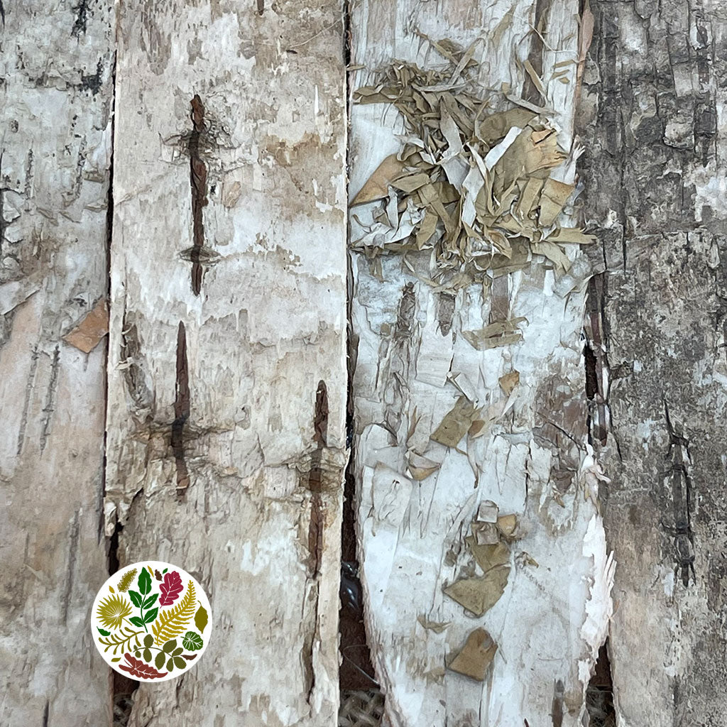 Birch Bark &#39;Ribbon Birch&#39; (DRY) (90cm x 11cm)