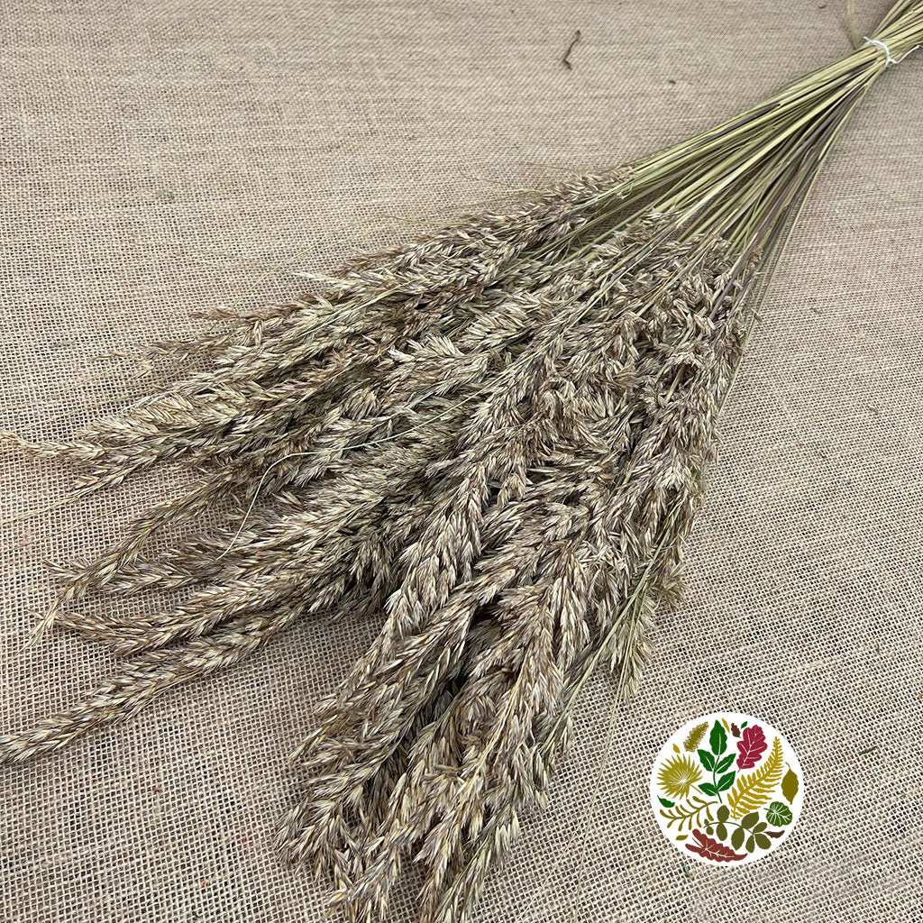 Grass &#39;Ampelodesmos&#39; (Natural) DRY (x10)