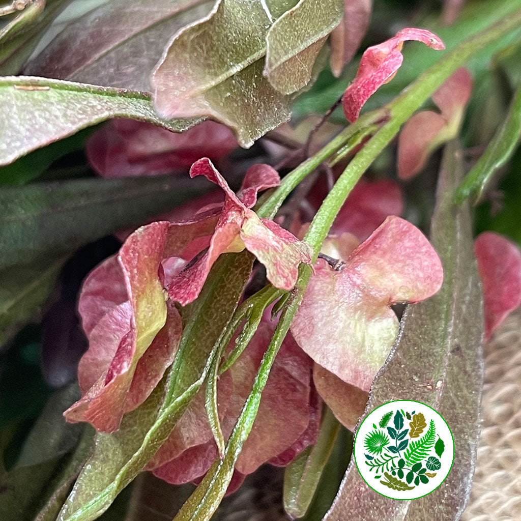 Dodonaea &#39;Purple Hop Bush&#39; 70cm
